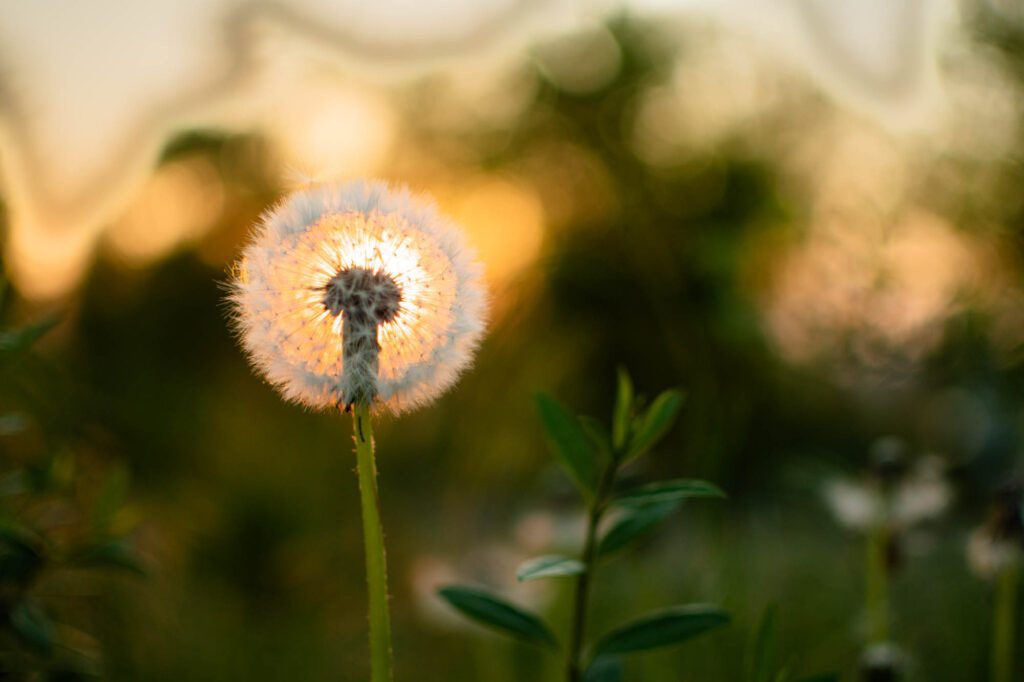 Pusteblume beim Sonnenuntergang