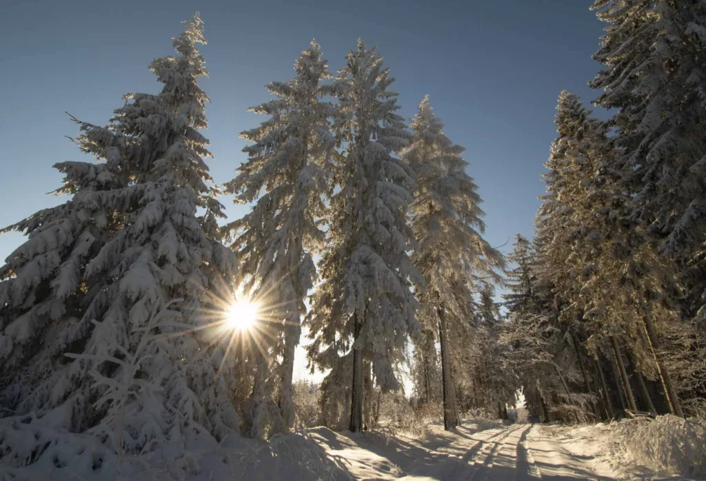 Winterwald