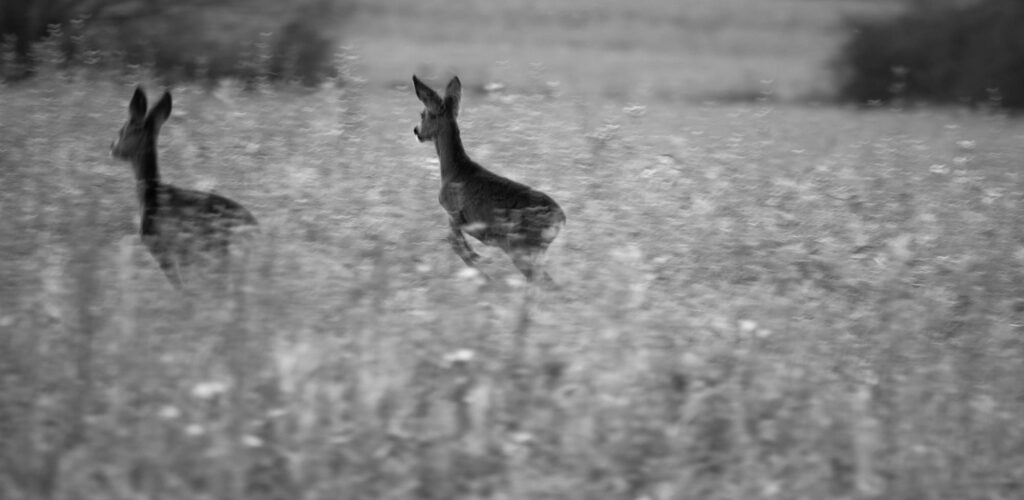Rehe auf der Flucht