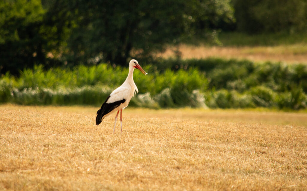Storch auf Feld