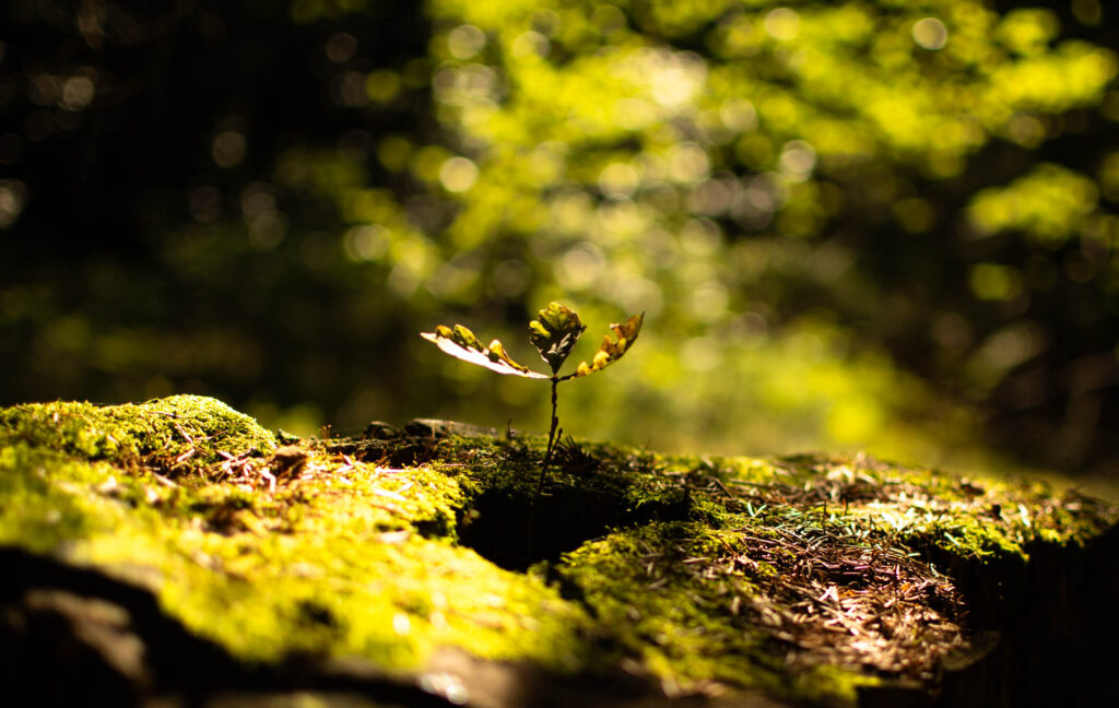 Baumspross im Sonnenlicht